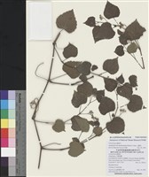 藏品(山葡萄)的圖片